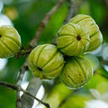 Garcinia