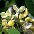 Varuna