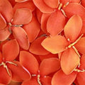 Ashoka