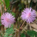 Lajjalu